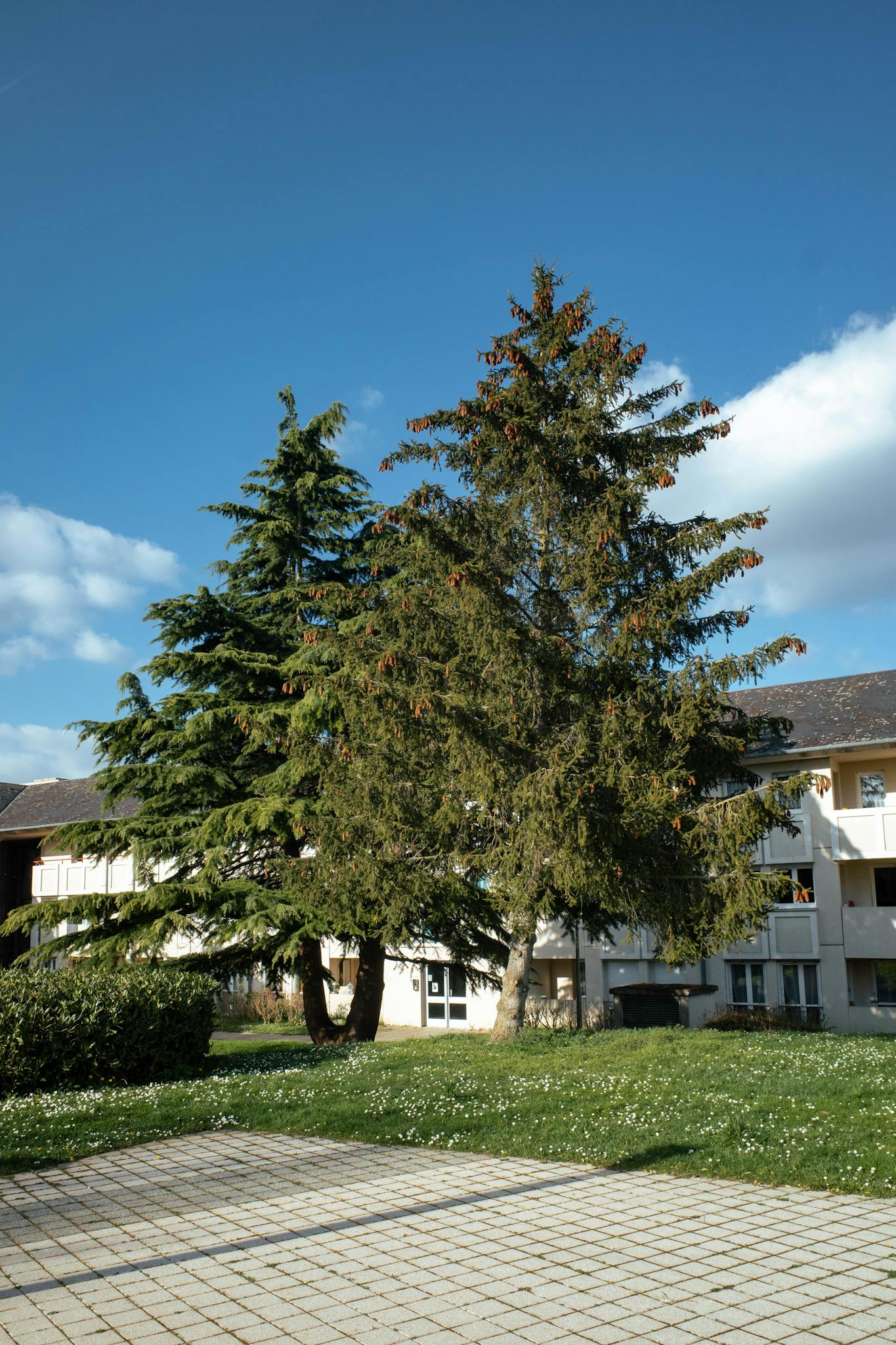 Evergreen trees in a courtyard with sunny skies, 贡比涅, France.